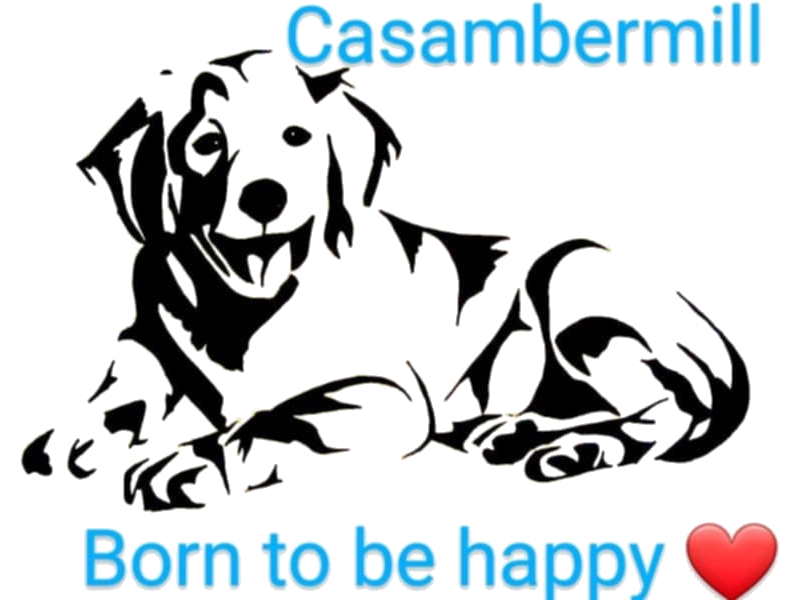 Casambermill Golden Retrievers